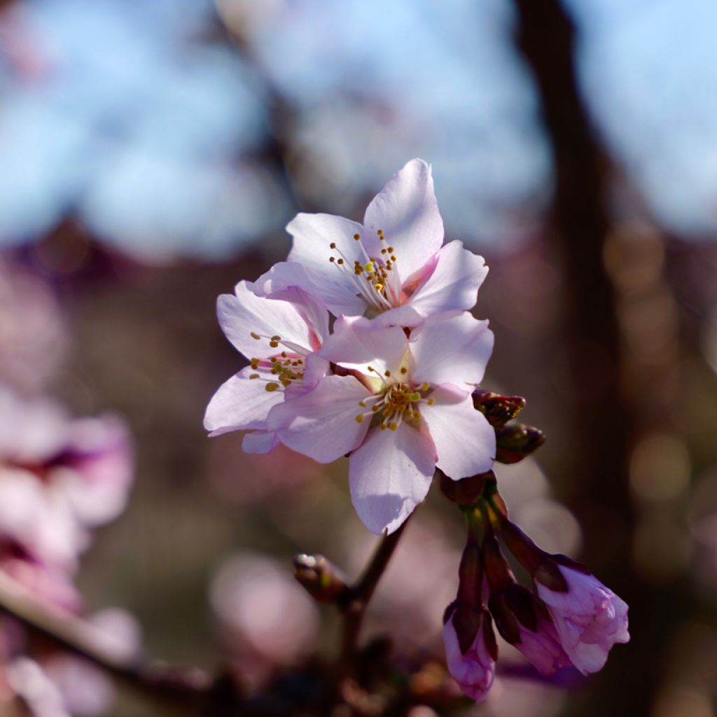 Prunus nipponica var. kurilensis Ruby