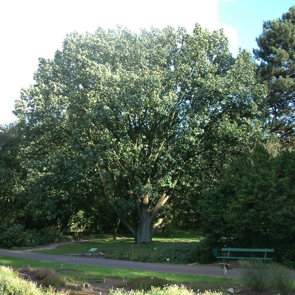 Roble de Hungría - Quercus frainetto