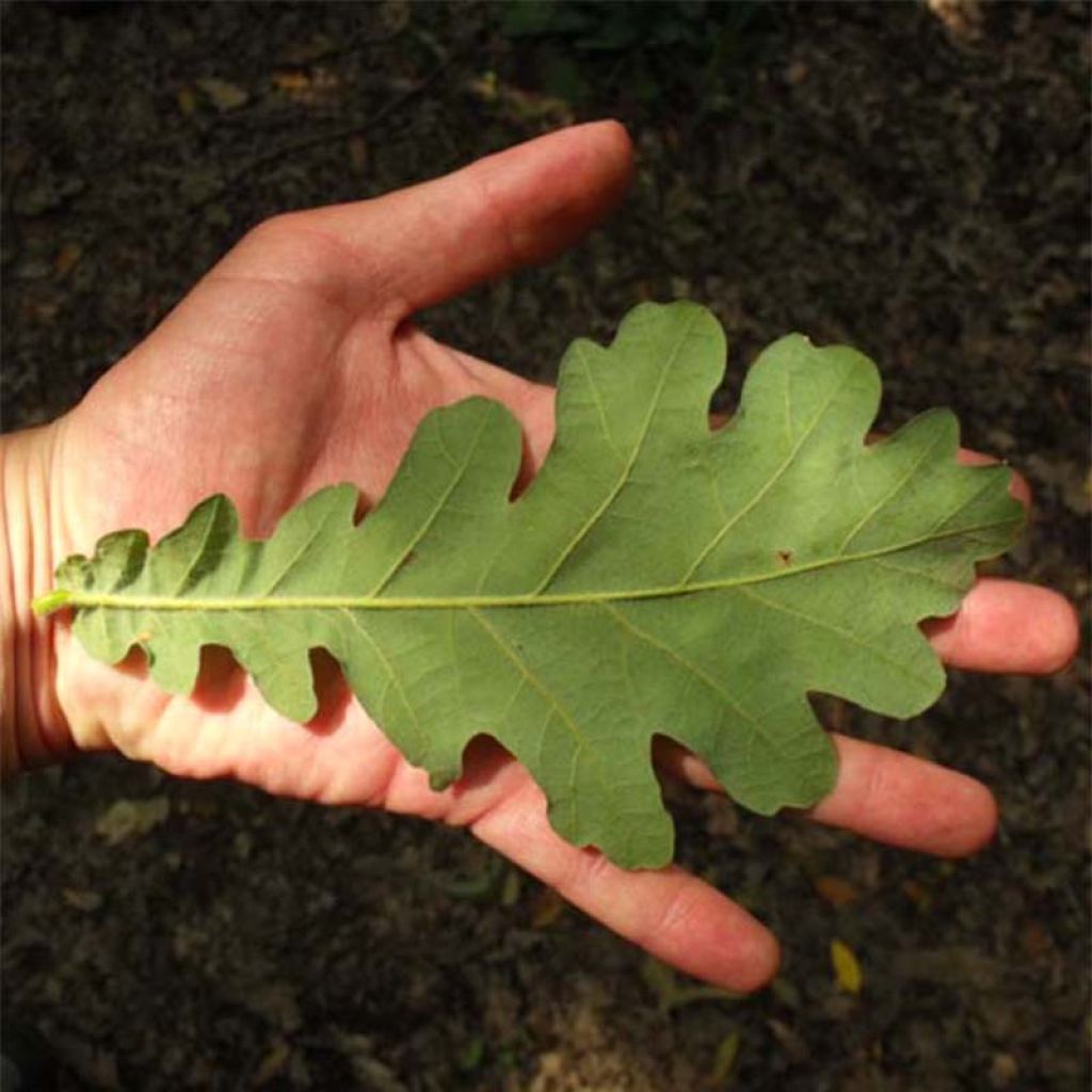 Roble de Hungría - Quercus frainetto