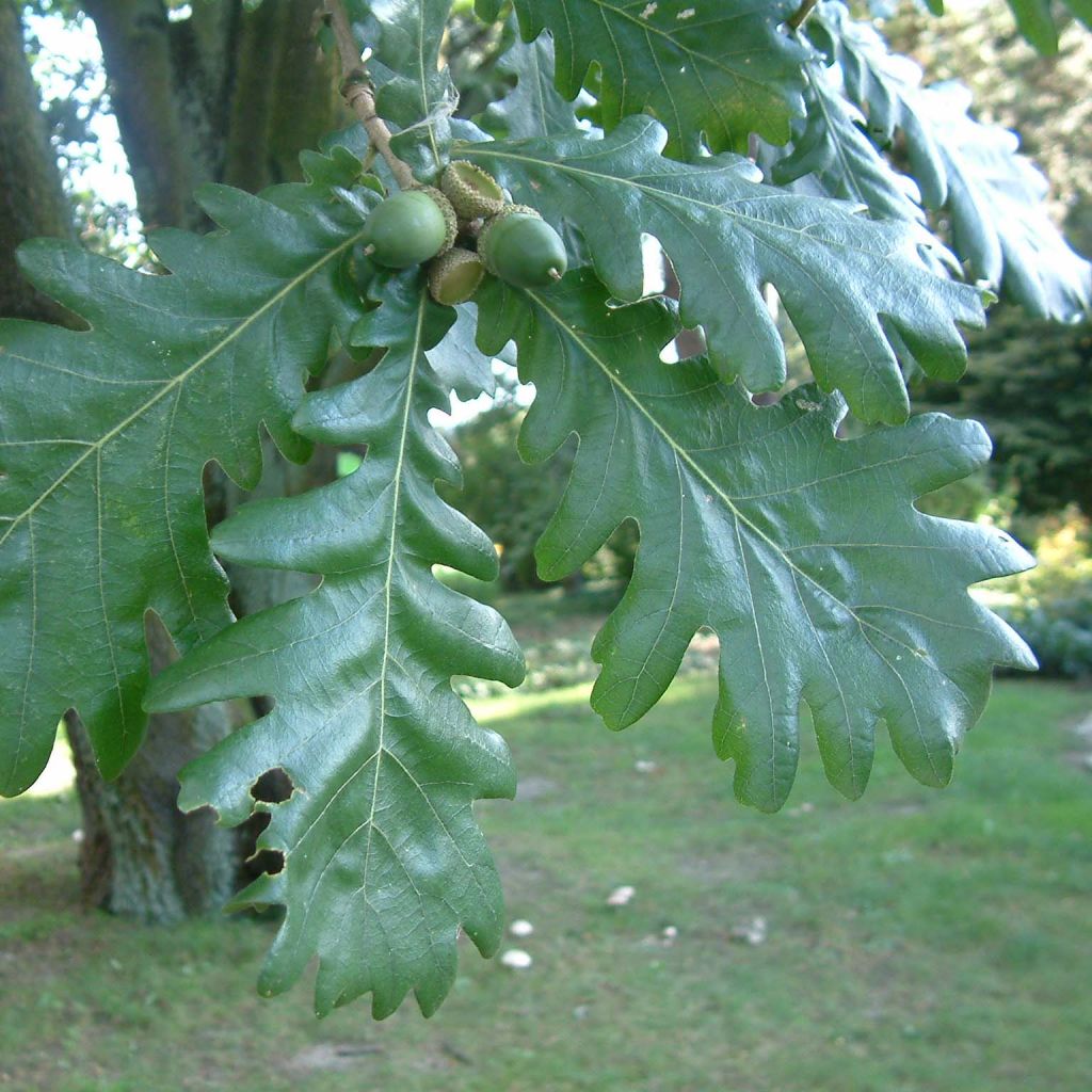 Roble de Hungría - Quercus frainetto