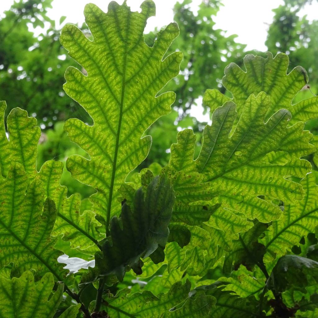 Roble de Hungría - Quercus frainetto