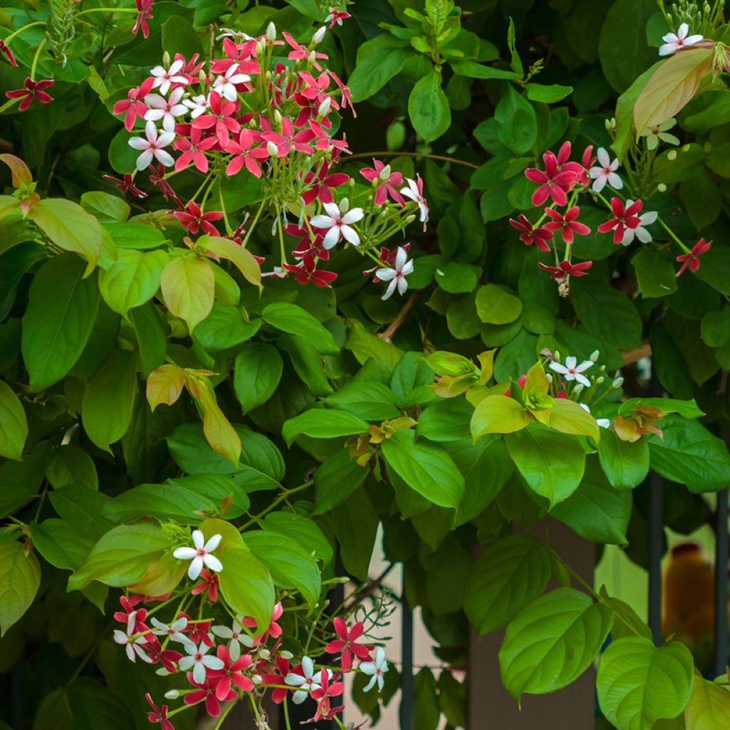 Quisqualis indica - Quisqualier d'Extrême-Orient