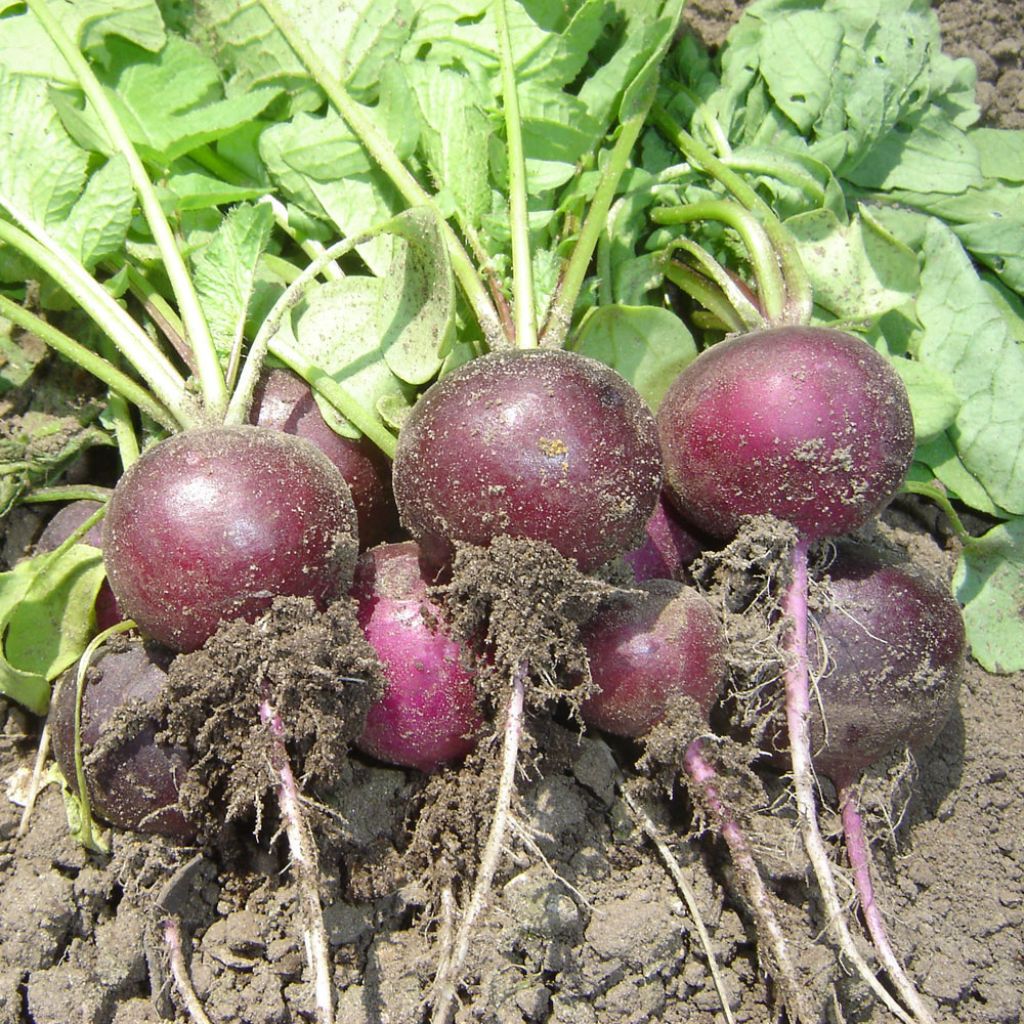 Radis Bacchus F1 - Raphanus sativus