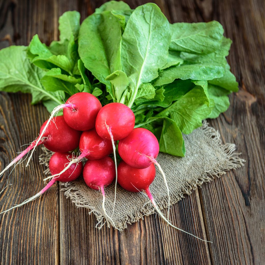 Rábano sativus Cerise