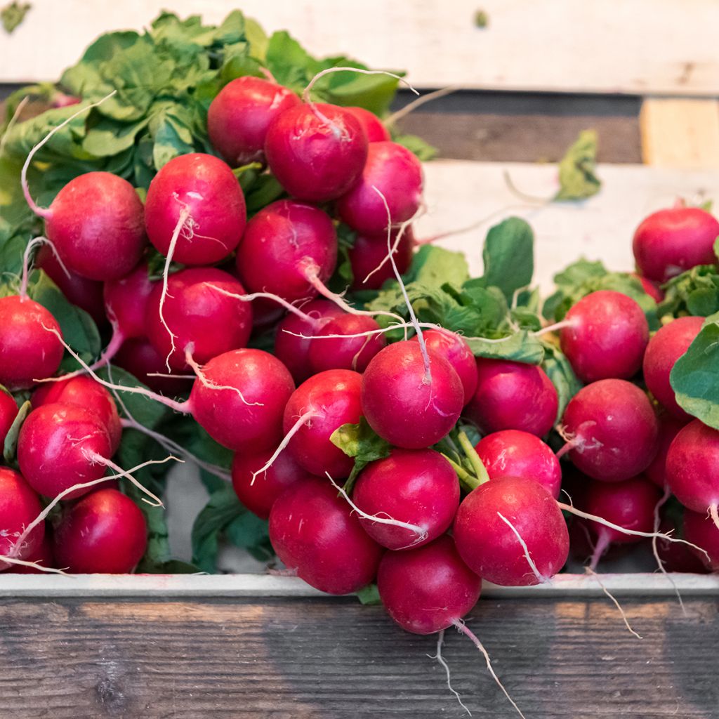 Rábano sativus Cerise