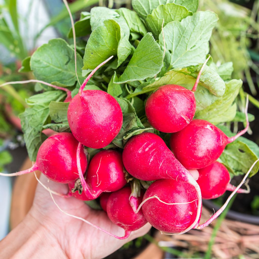 Rábano sativus Cerise
