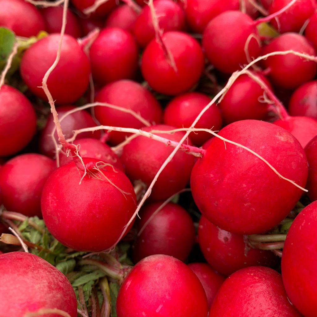 Rábano sativus Cerise