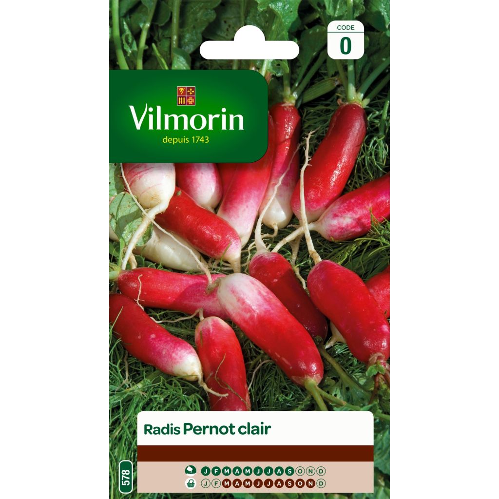 Rábano Pernot clair - Vilmorin