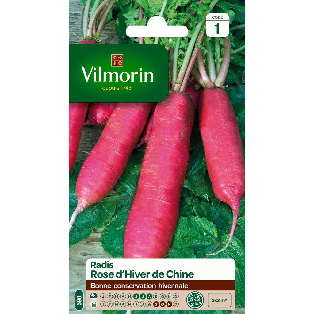 Rábano Rose d'hiver de Chine - Vilmorin