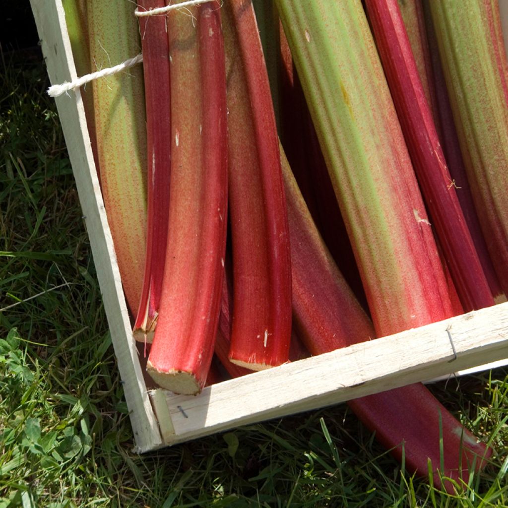 Rheum rhabarbarum Goliath (green) - Rhubarb