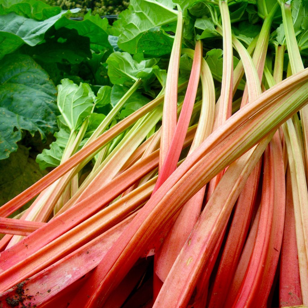 Ruibarbo Paragon Rouge