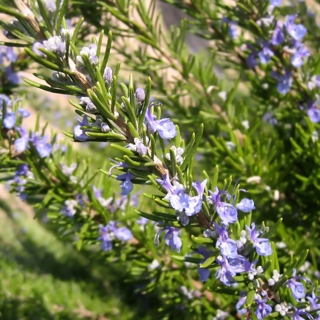 Rosmarinus officinalis  - Romarin officinal, Ensencier, Encensoir, Herbe aux couronnes, Herbe des troubadours, Rosemarine
