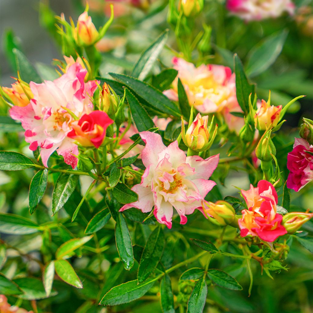 Rosa  Rosy Boom® Wild and Freaky - Rose, Wild rose, Dog rose, Sweetbriar, Briar rose