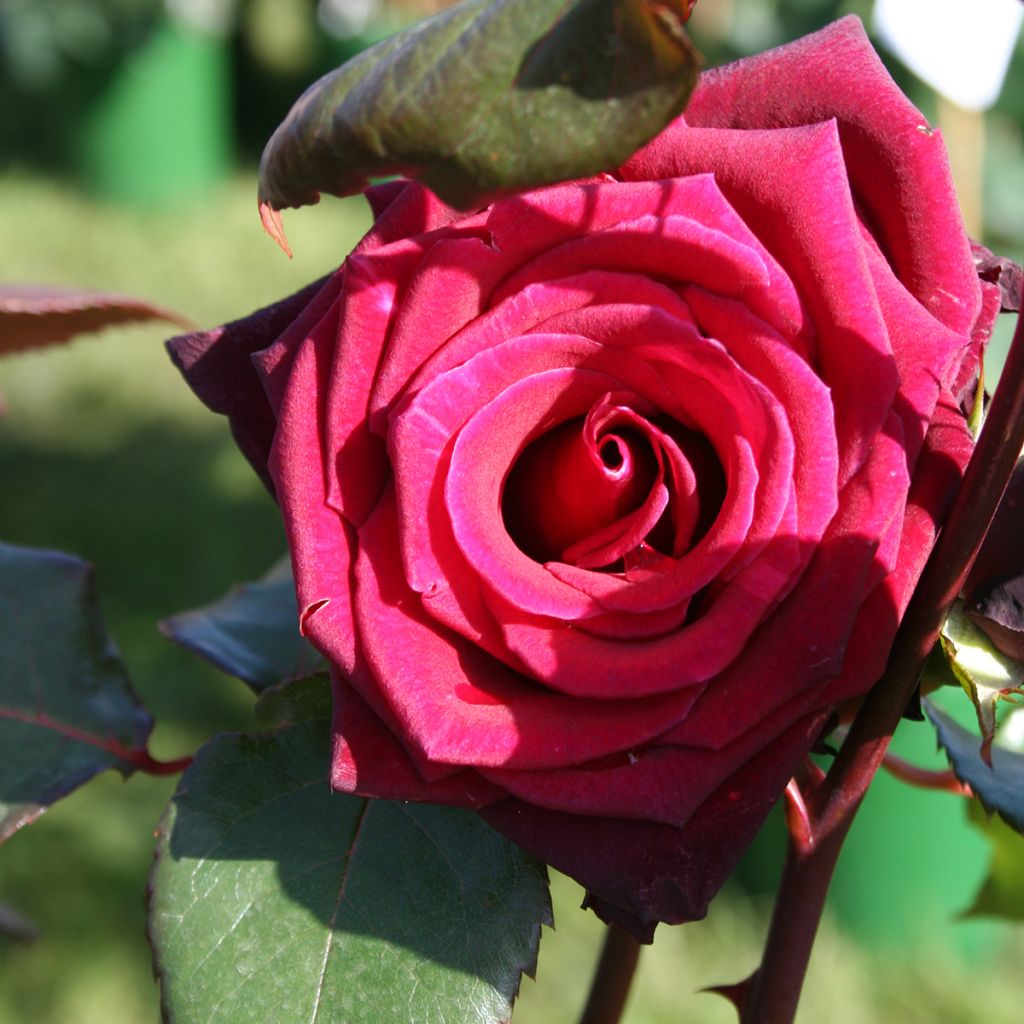 Rosal Black Baccara Meidebenne