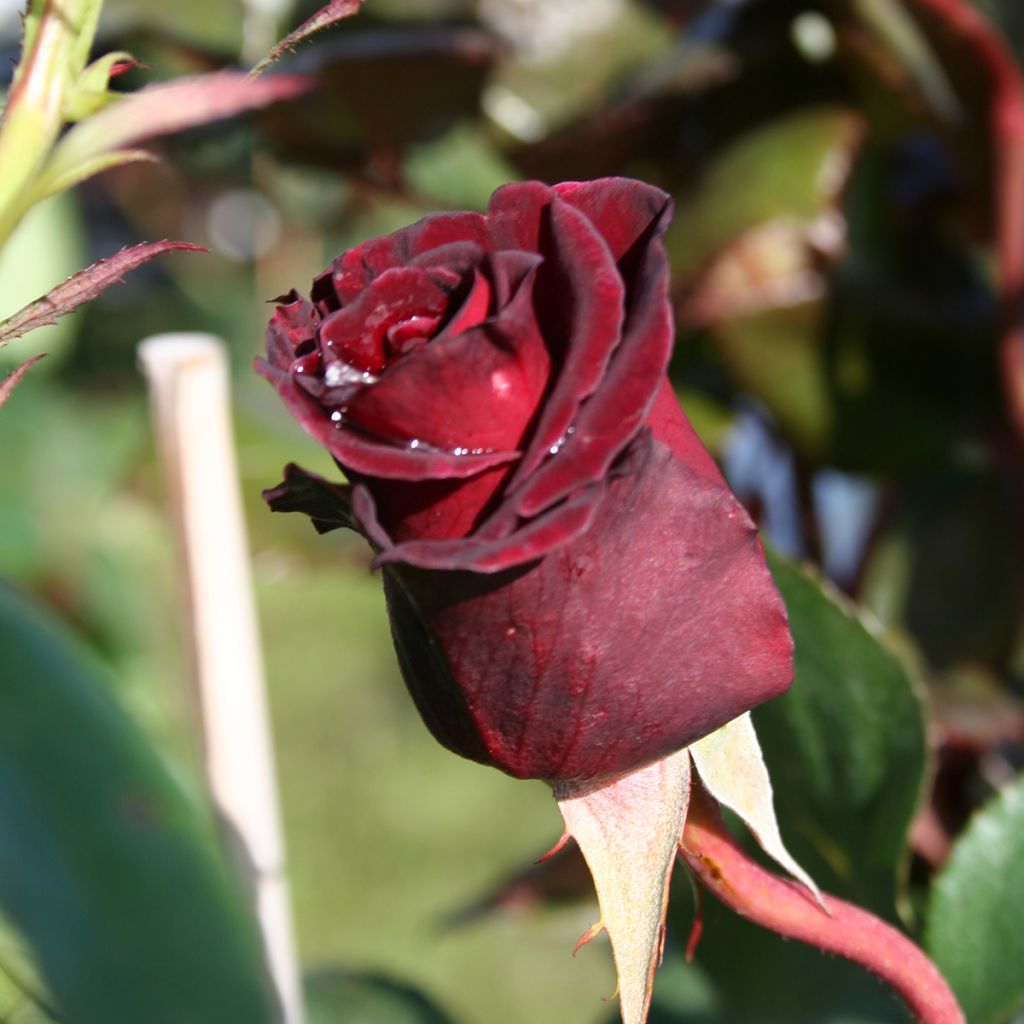 Rosal Black Baccara Meidebenne