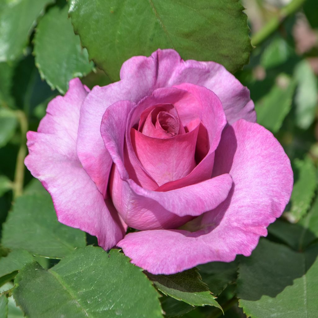 Rosal Mary Rose