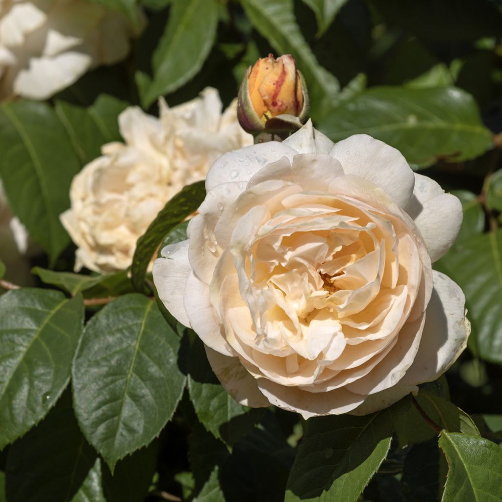 Rosal Sweet Juliet