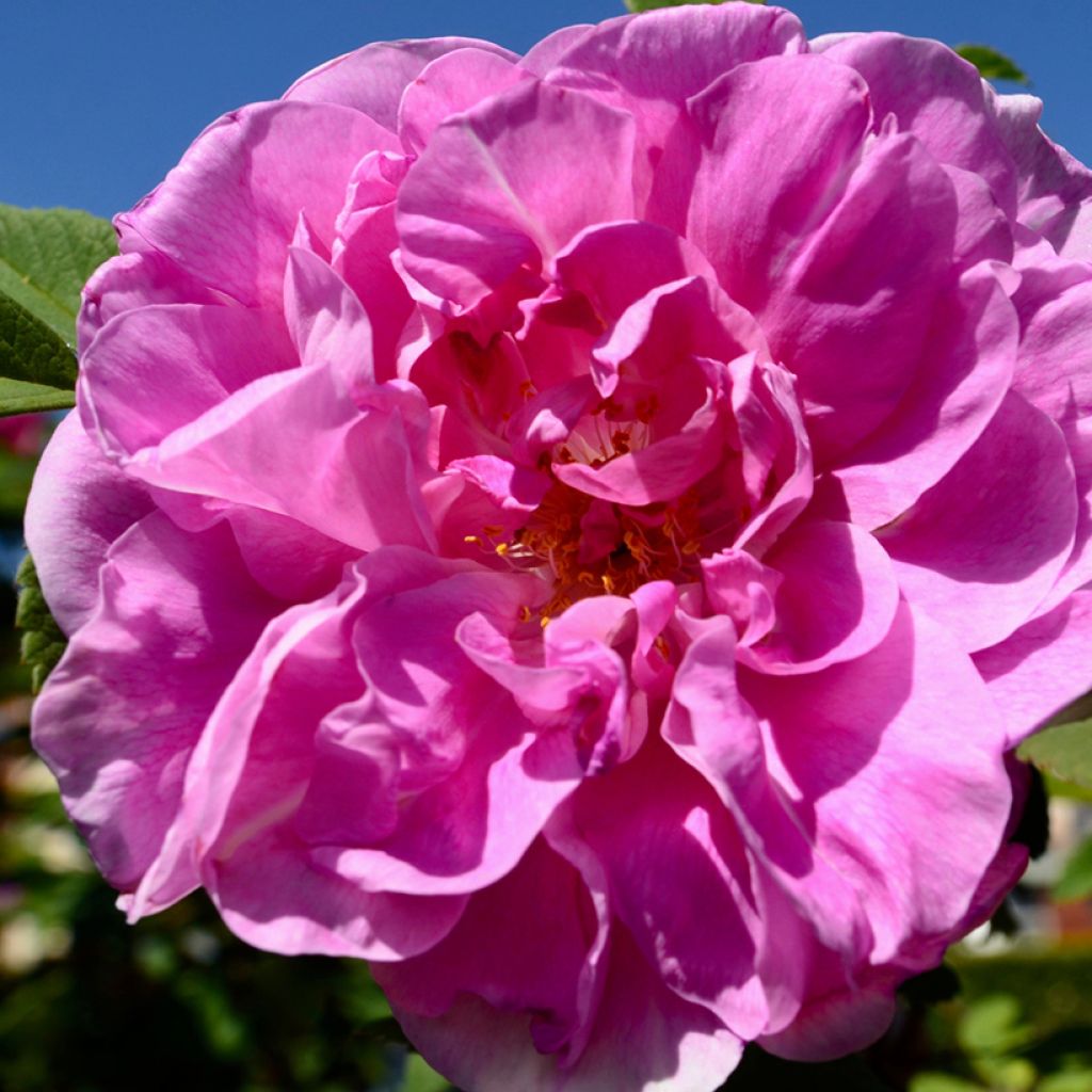 Rosal rugosa Thérèse Bugnet