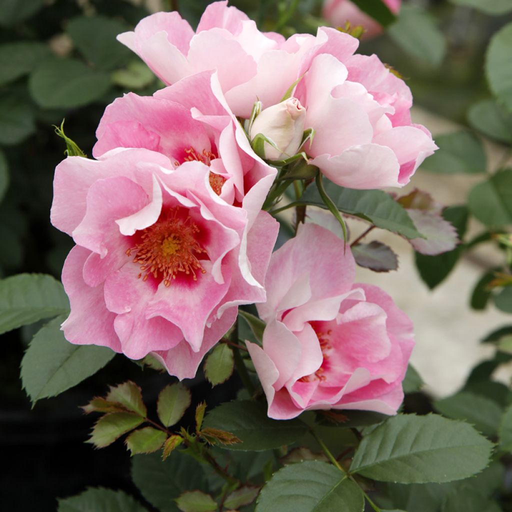 Rosa x persica See You® in rosé 'KORhult004' - Persian Rose, Hulthemia persica