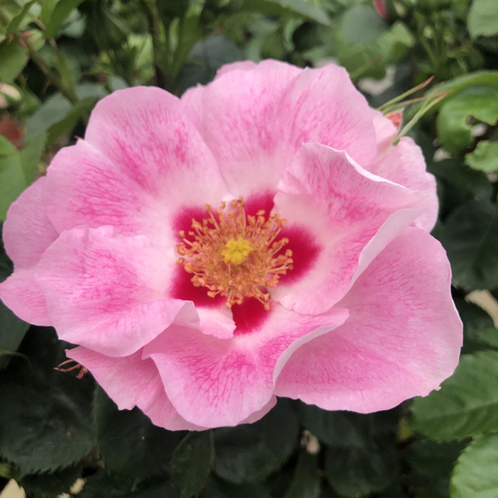 Rosa x persica See You® in rosé 'KORhult004' - Persian Rose, Hulthemia persica