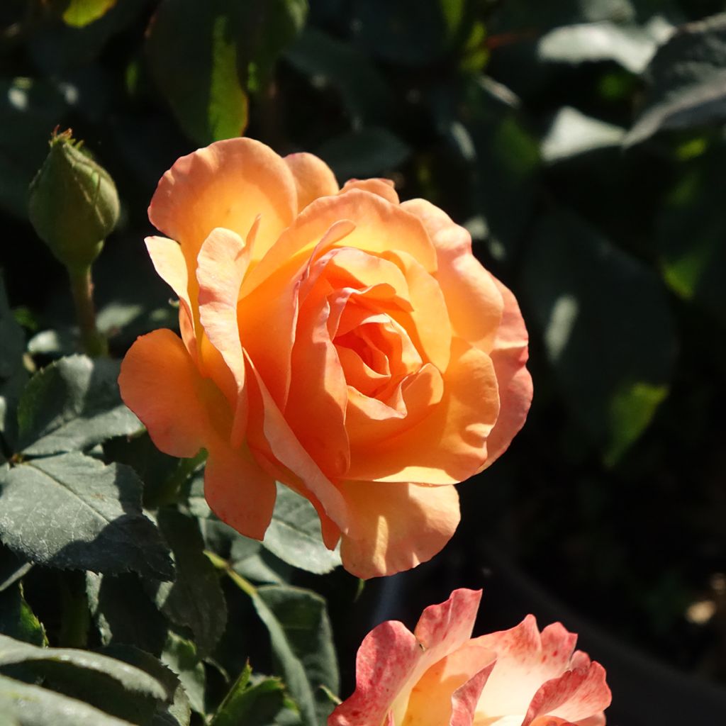 Rosal Message d'Espoir Meishamalo
