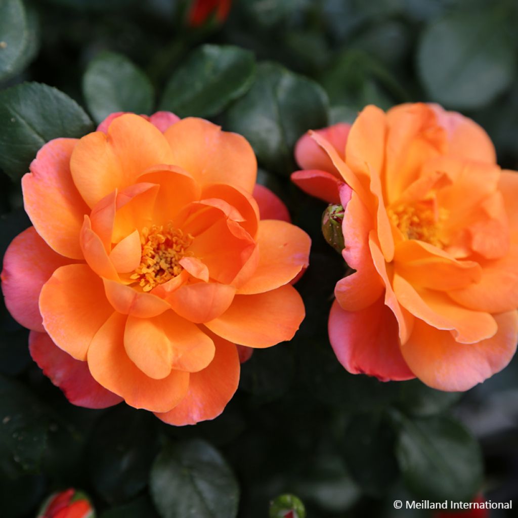 Rosa x floribunda Sugar Candy Rose® Meiconfiz - Floribunda Rose, Cluster-flowered Rose