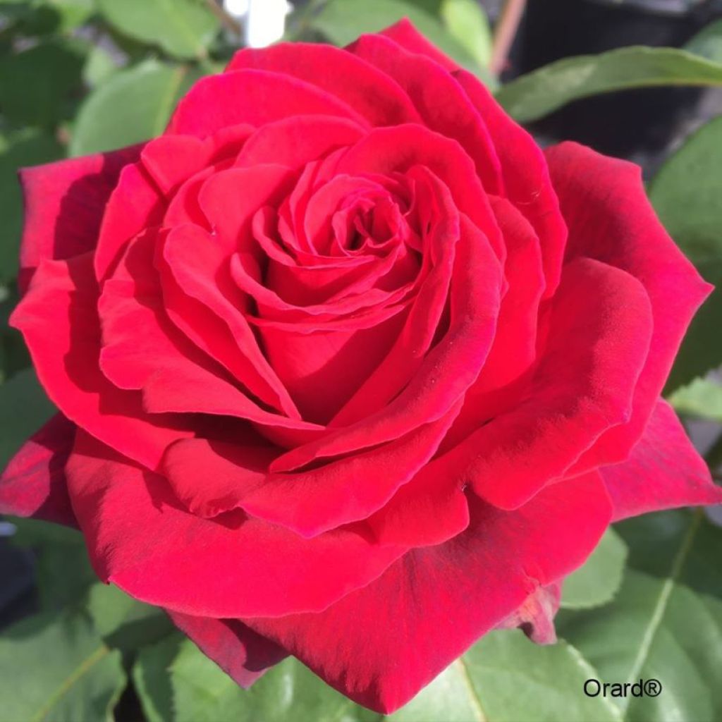 Rosa hybride de thé moderne Perugino® Oralipar -