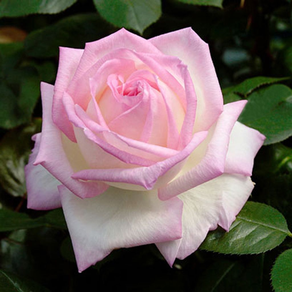 Rosa Princesse de Monaco® Meimagarmic - Rose