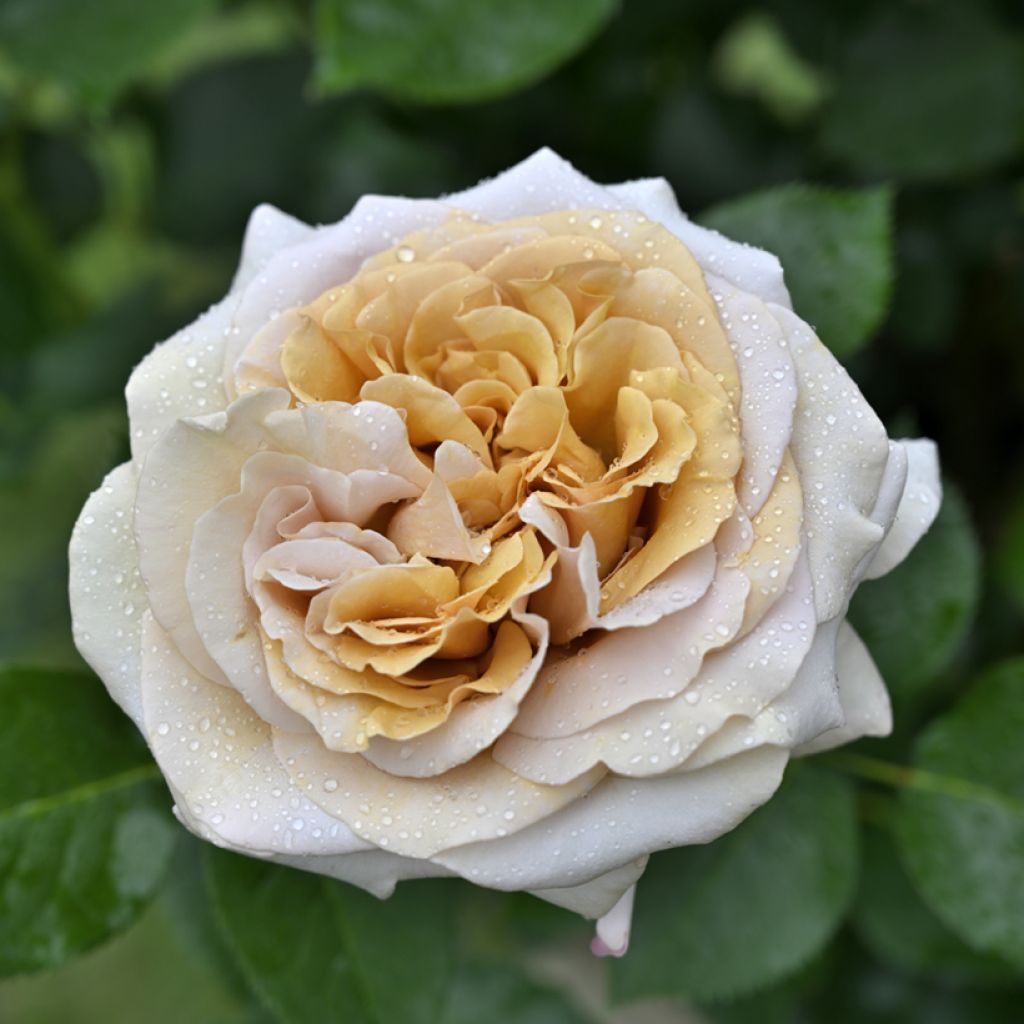 Rosa  Rallye des Gazelles® Deltoffee - Rose