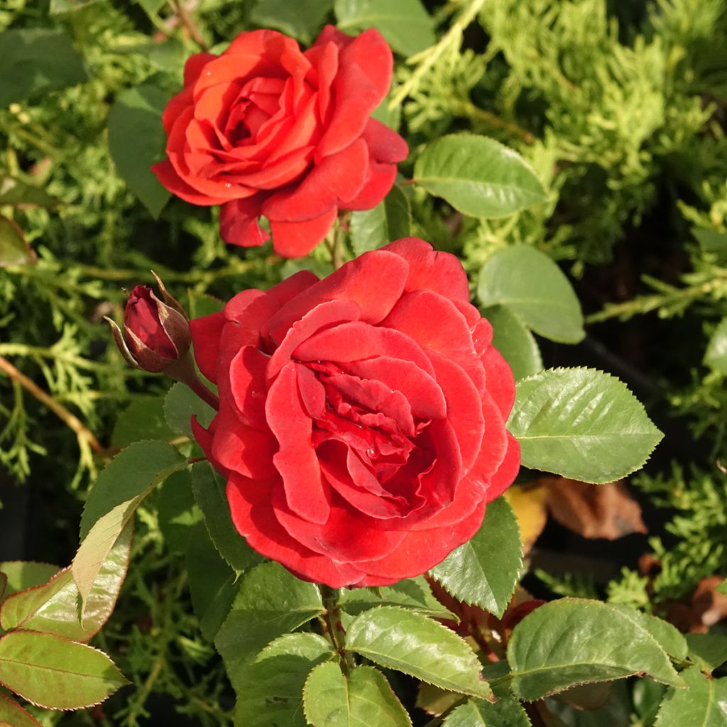 Rosal Terra Botanica