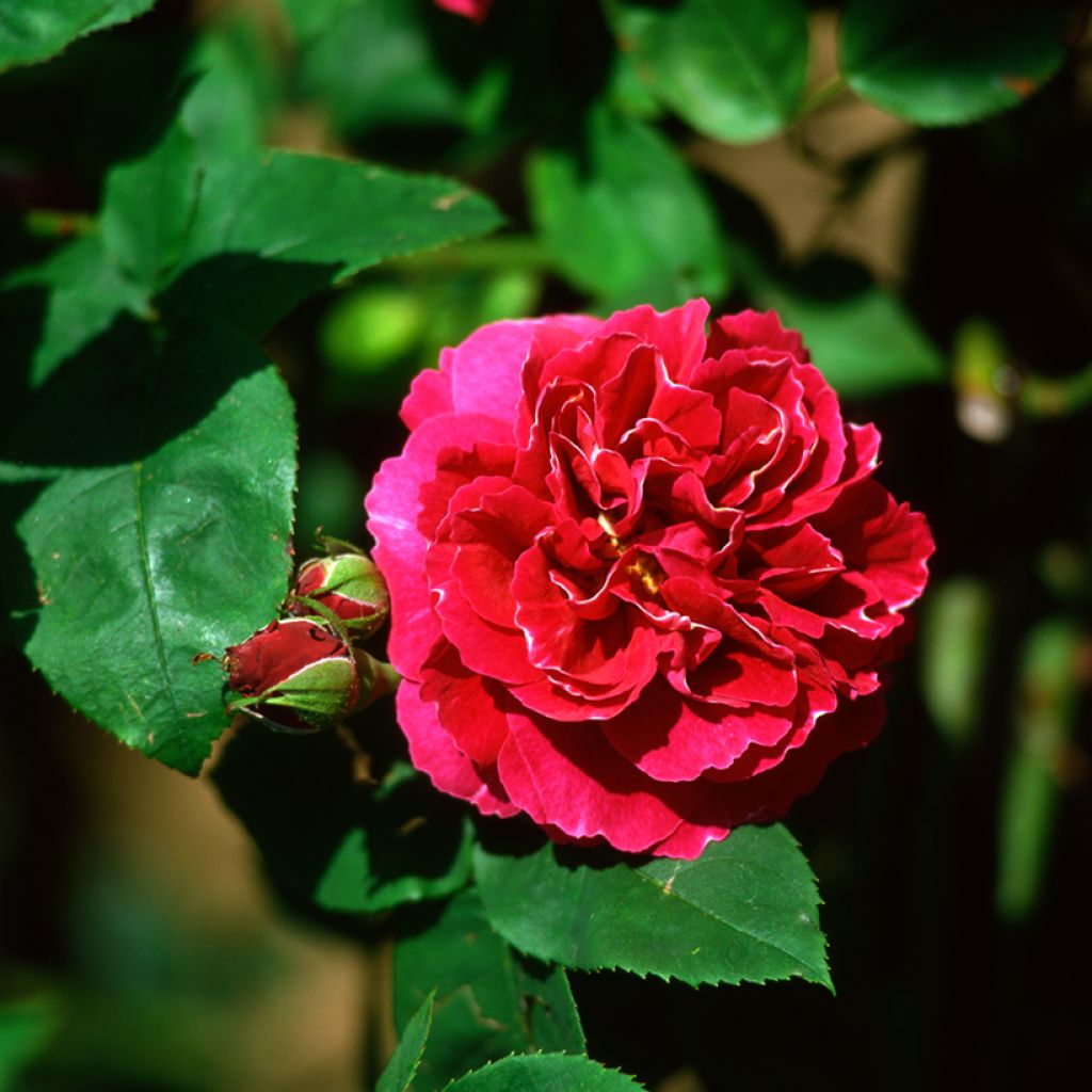 Rosal Baron Girod de l'Ain