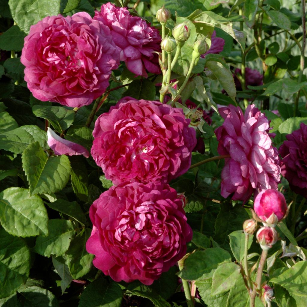 Rosal gallica Cardinal de Richelieu