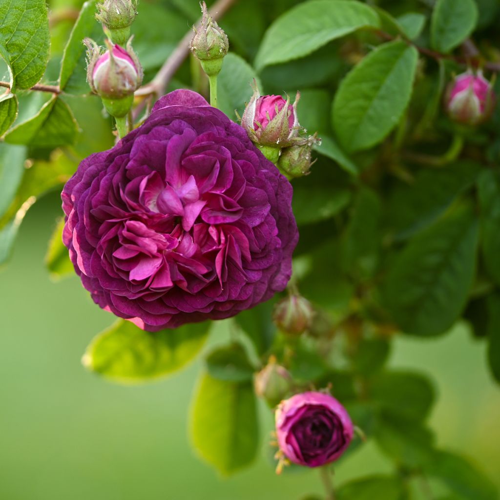Rosal gallica Cardinal de Richelieu