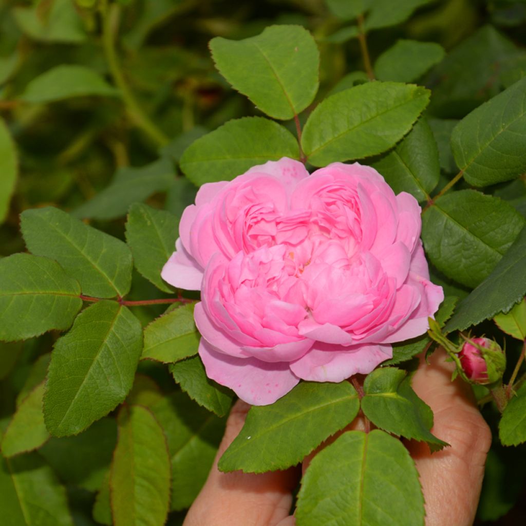Rosal Portland Comte de Chambord