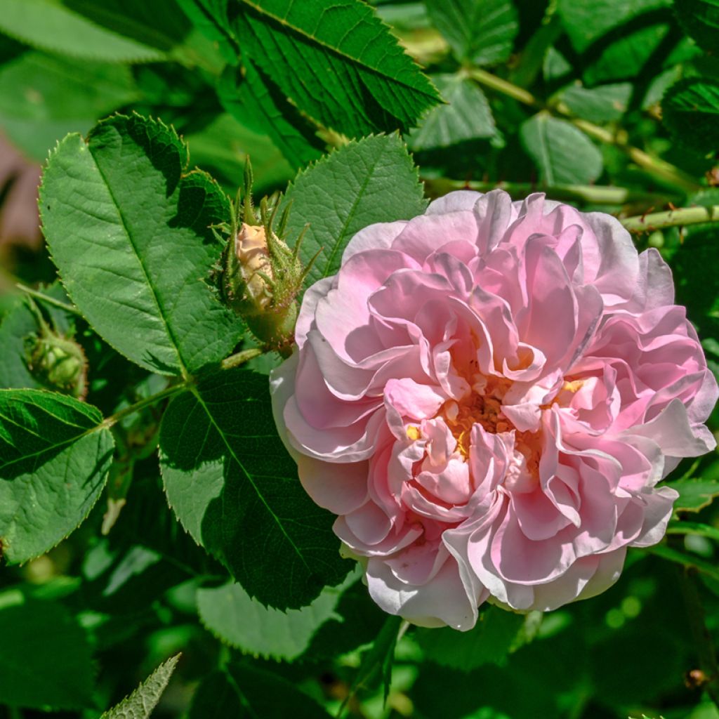 Rosal Cuisse de Nymphe