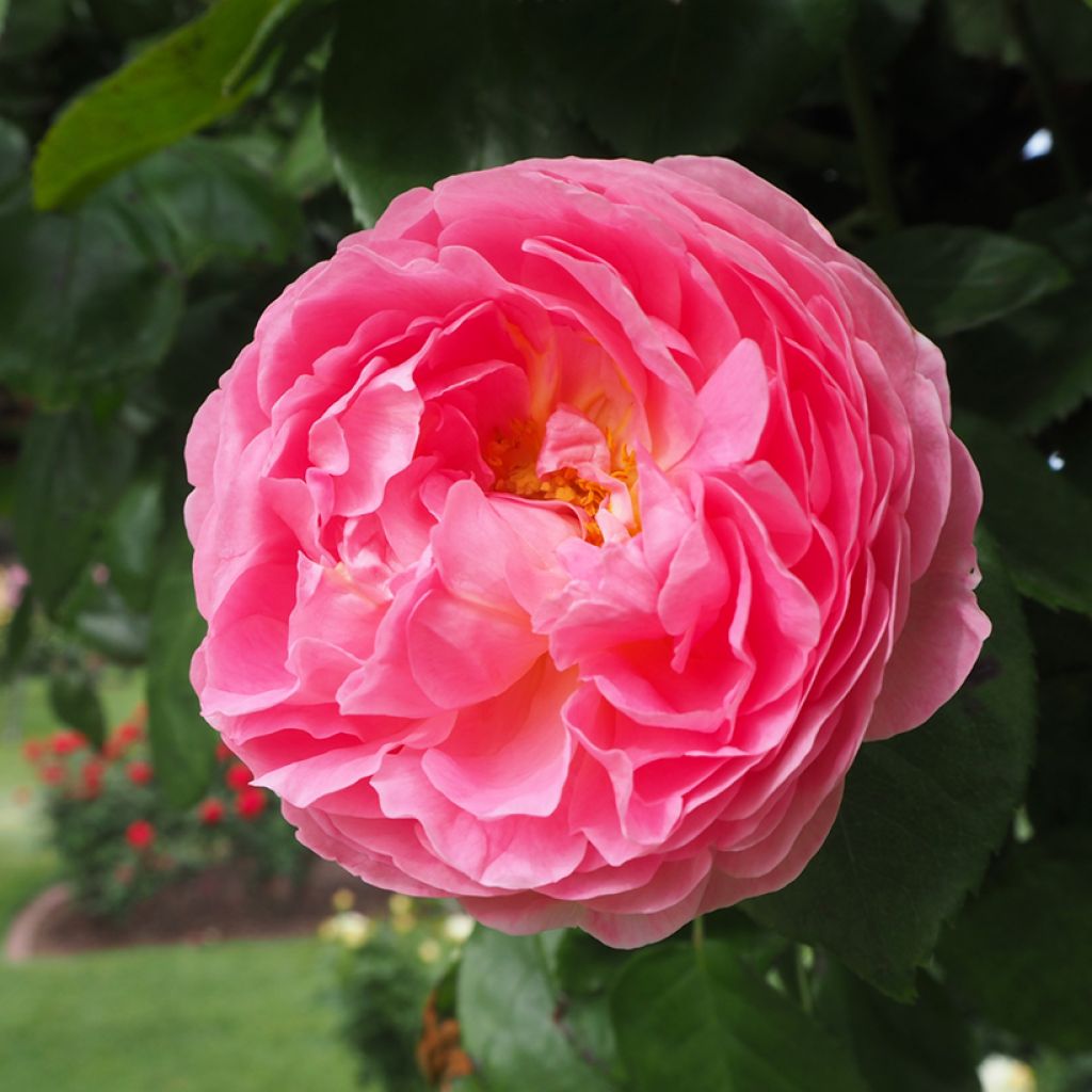 Rosal centifolia Fantin Latour