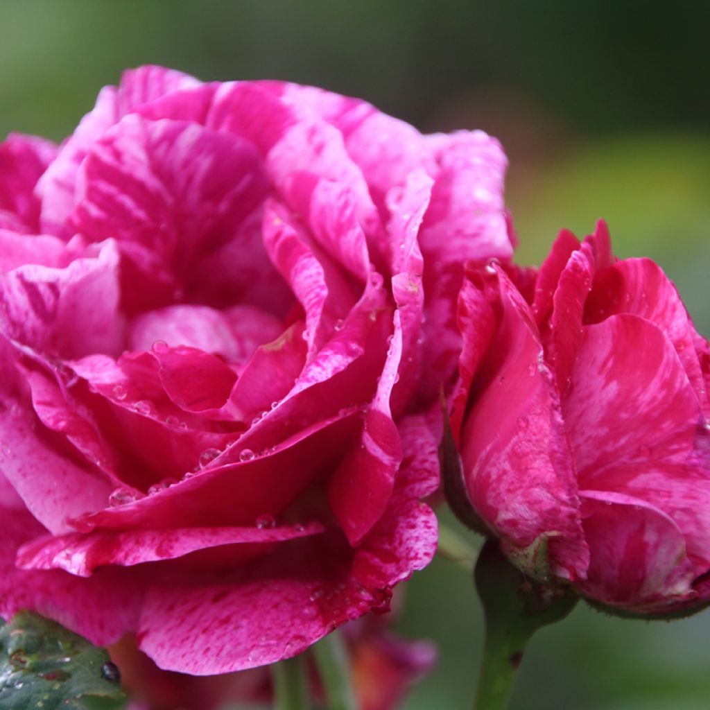 Rosal Ferdinand Pichard