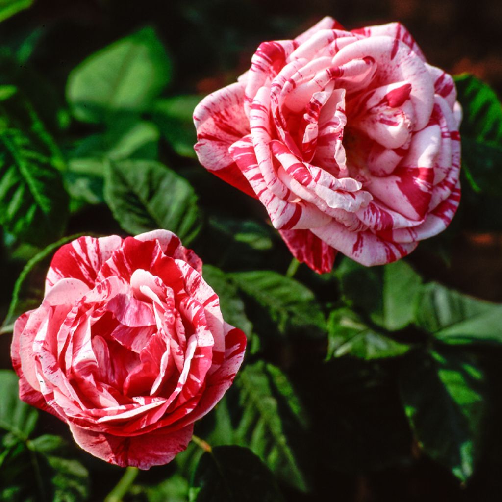 Rosal Ferdinand Pichard