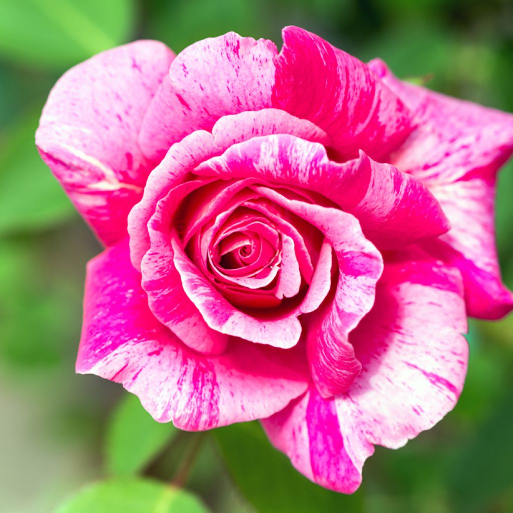 Rosal Ferdinand Pichard