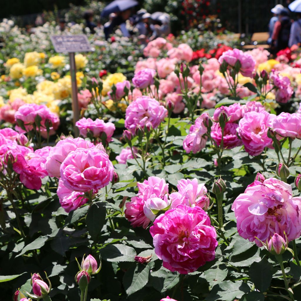 Rosal Honorine de Brabant