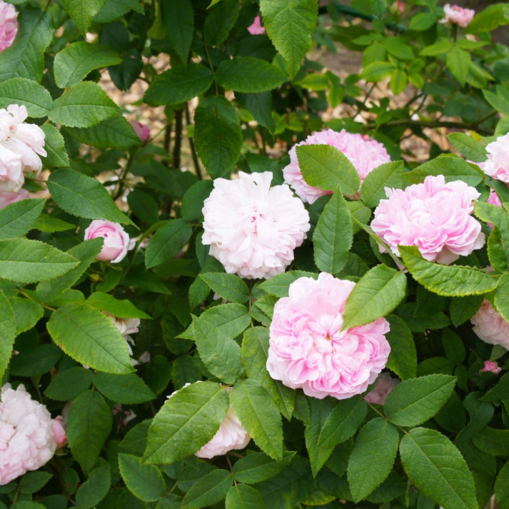 Rosal Portland Jacques Cartier