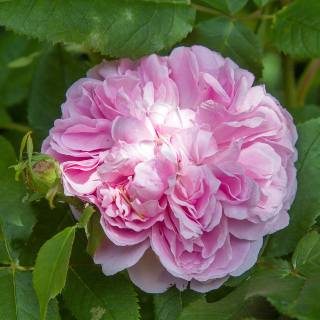Rosal Portland Jacques Cartier