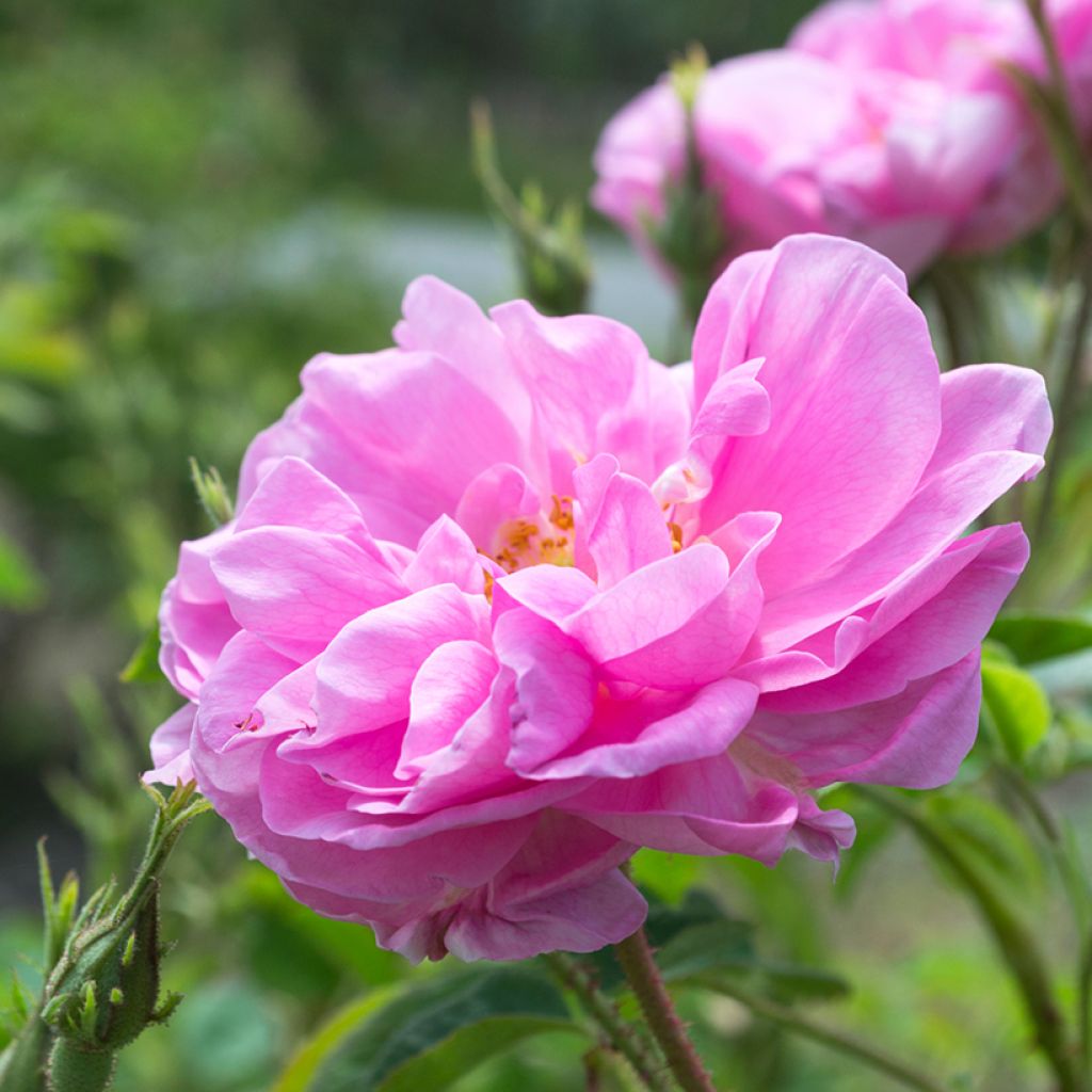 Rosal Trigintipetala