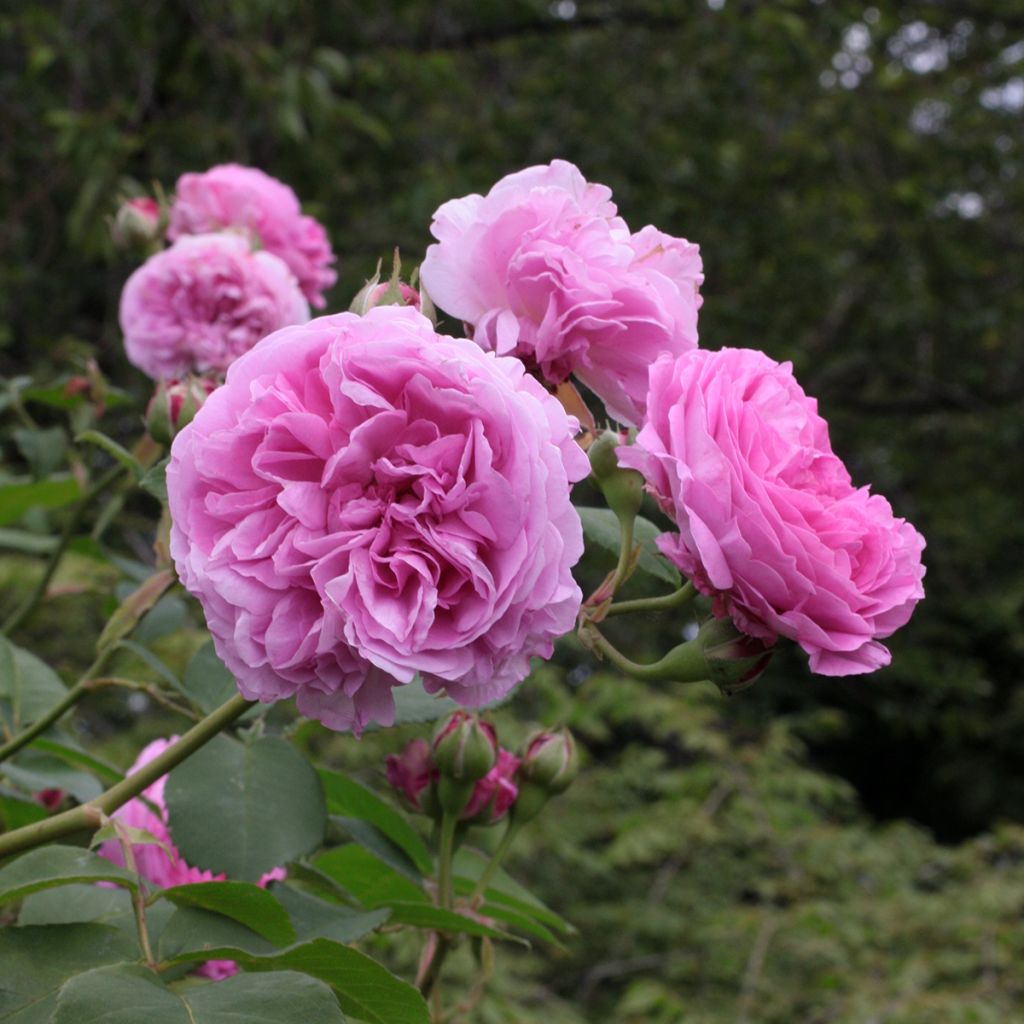 Rosal Louise Odier