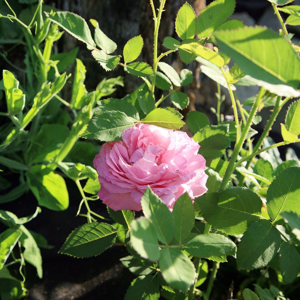 Rosal Louise Odier