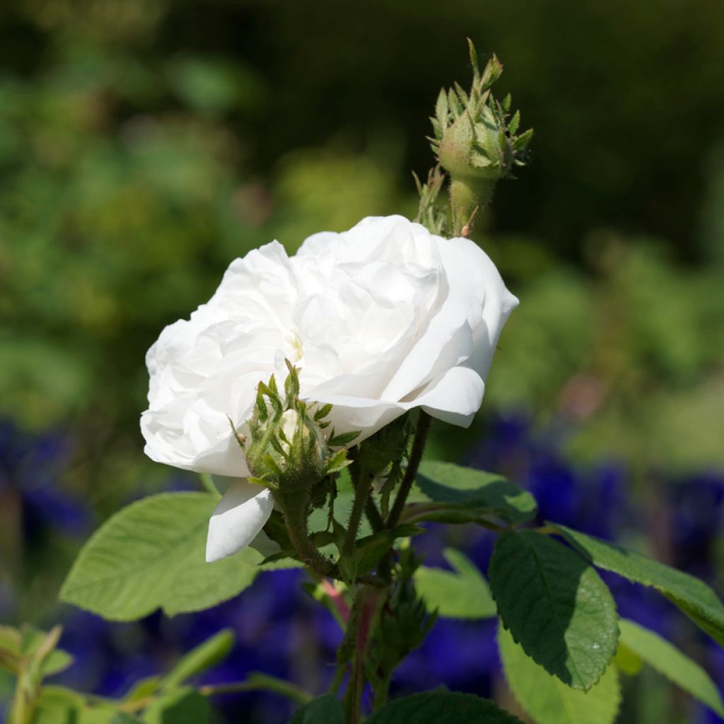 Rosal Mme Hardy