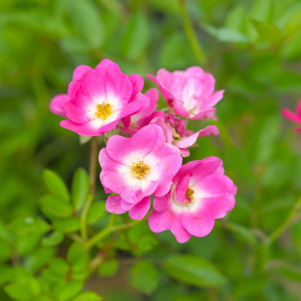Rosal Mozart