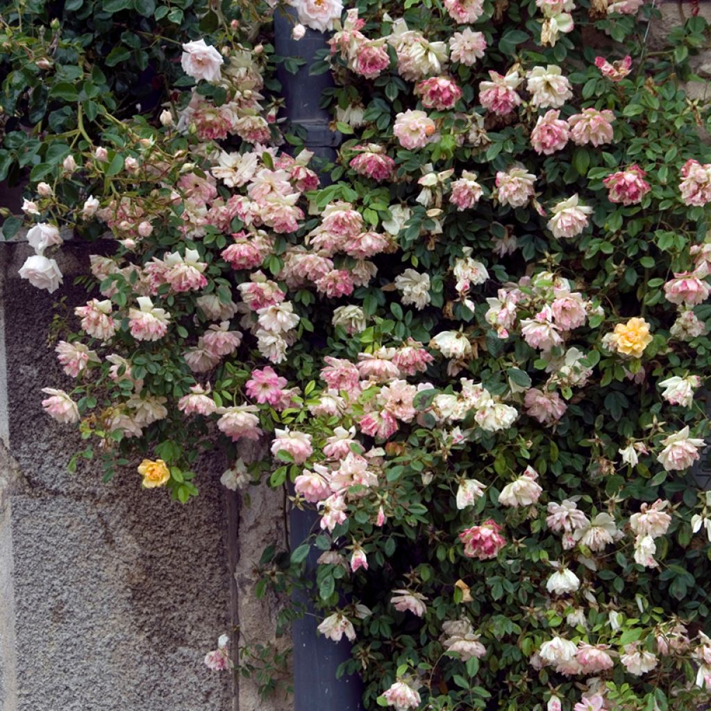 Rosal trepadora Phyllis Bide