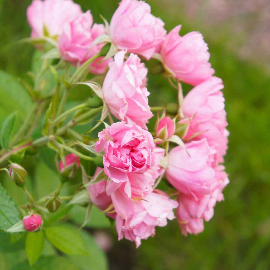 Rosal rugosa Pink Grootendorst