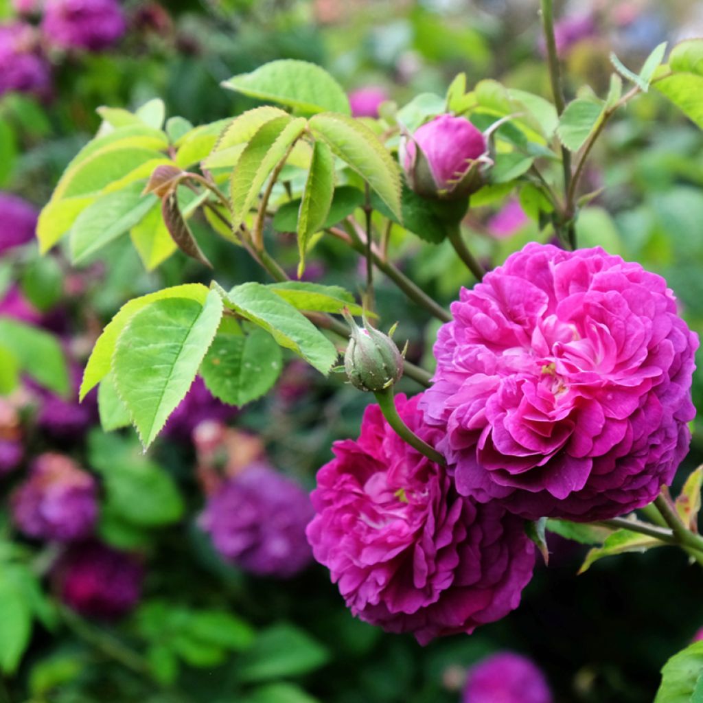 Rosal Reine des Violettes